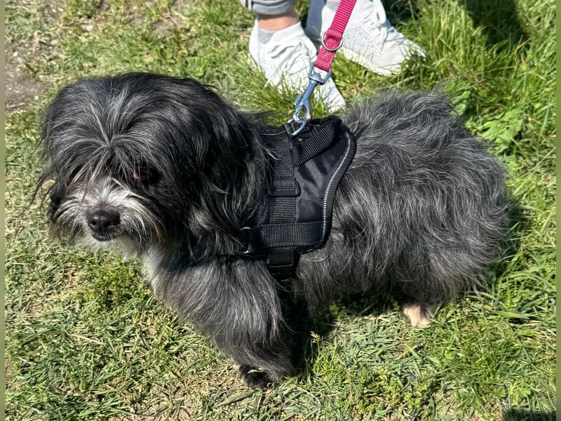 Micha: Hundekind sucht ein Zuhause