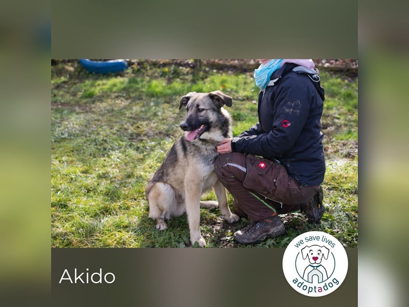 Akido – Sportskanone sucht Zuhause