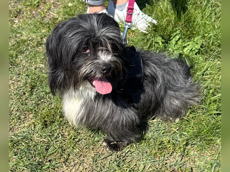 Micha: Hundekind sucht ein Zuhause