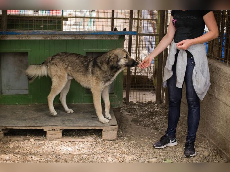 Akido – Sportskanone sucht Zuhause