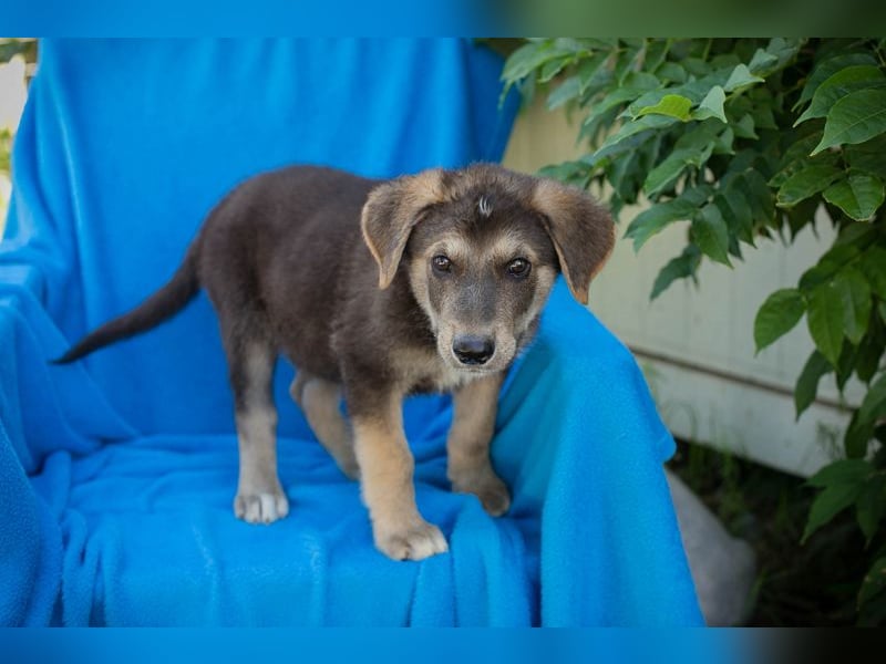 Chip 269217: Hundekind sucht ein Zuhause
