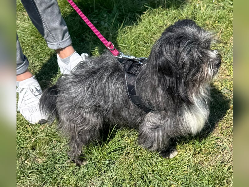 Micha: Hundekind sucht ein Zuhause