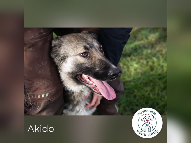 Akido – Sportskanone sucht Zuhause