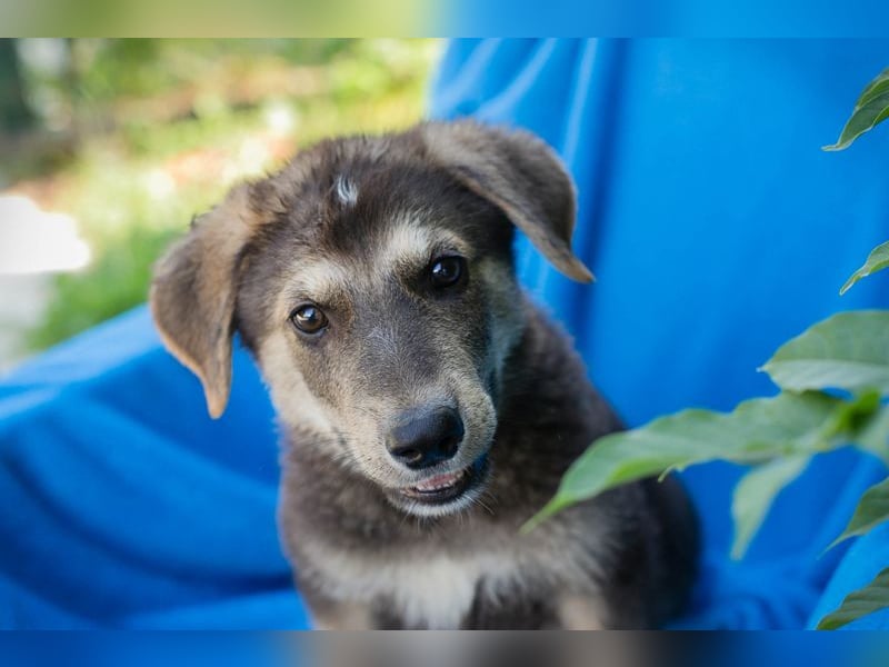 Chip 269217: Hundekind sucht ein Zuhause