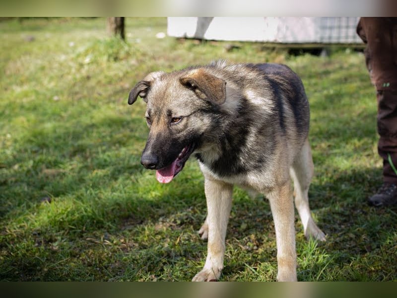 Akido – Sportskanone sucht Zuhause