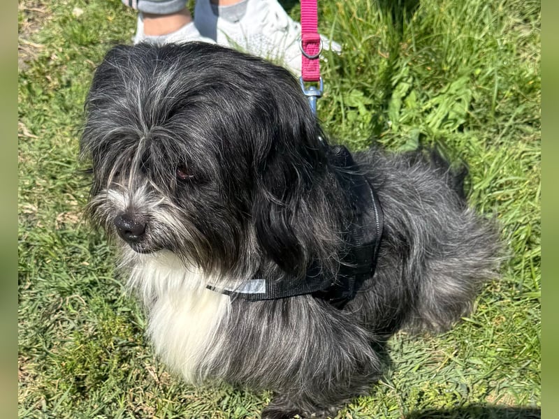 Micha: Hundekind sucht ein Zuhause