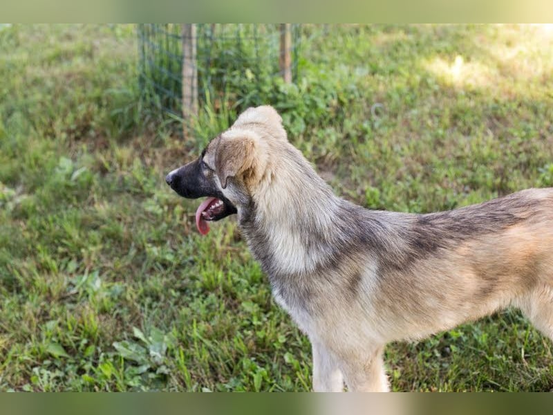 Akido – Sportskanone sucht Zuhause