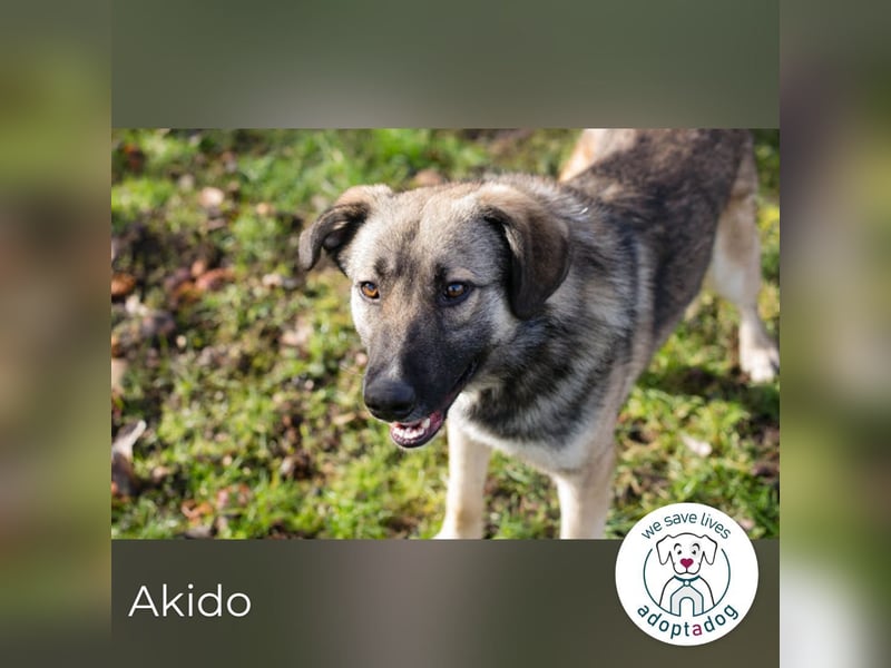 Akido – Sportskanone sucht Zuhause
