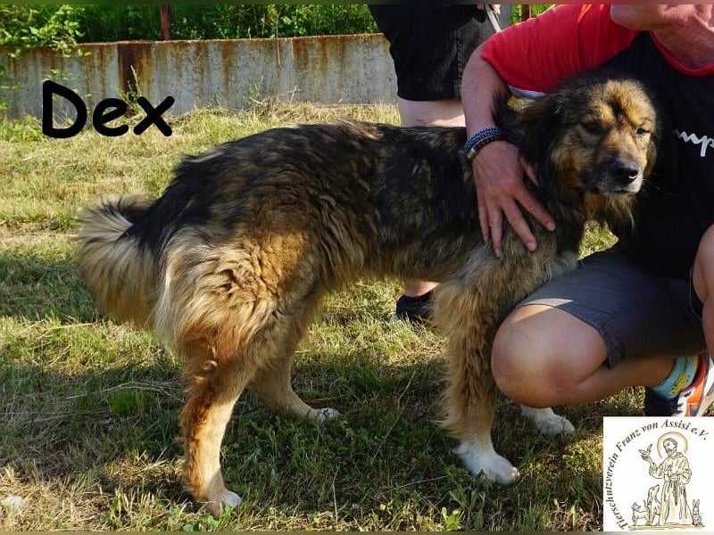 Dex – ein Wunder an Vertrauen und Liebe