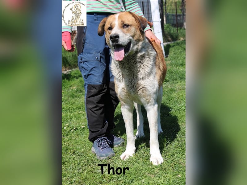 Thor - ein sanfter Riese will lernen