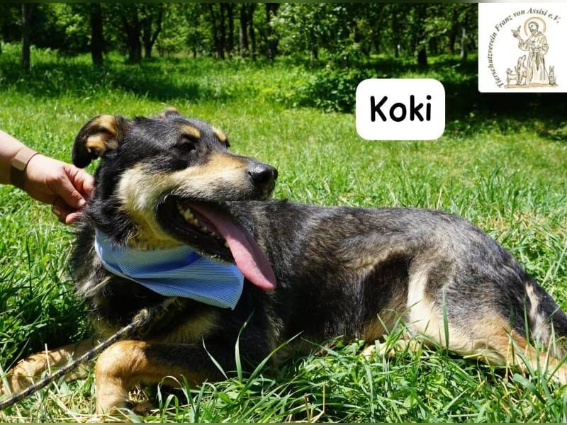 Koki – Glück kann so einfach sein!