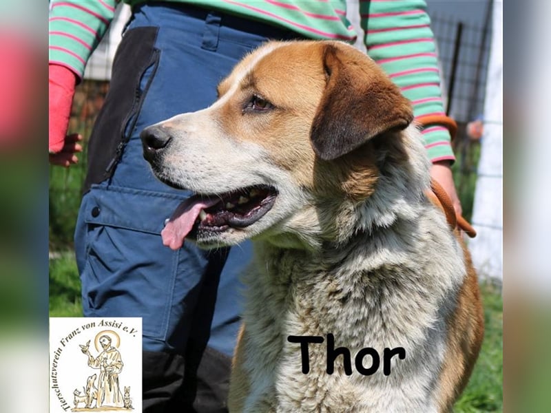 Thor - ein sanfter Riese will lernen
