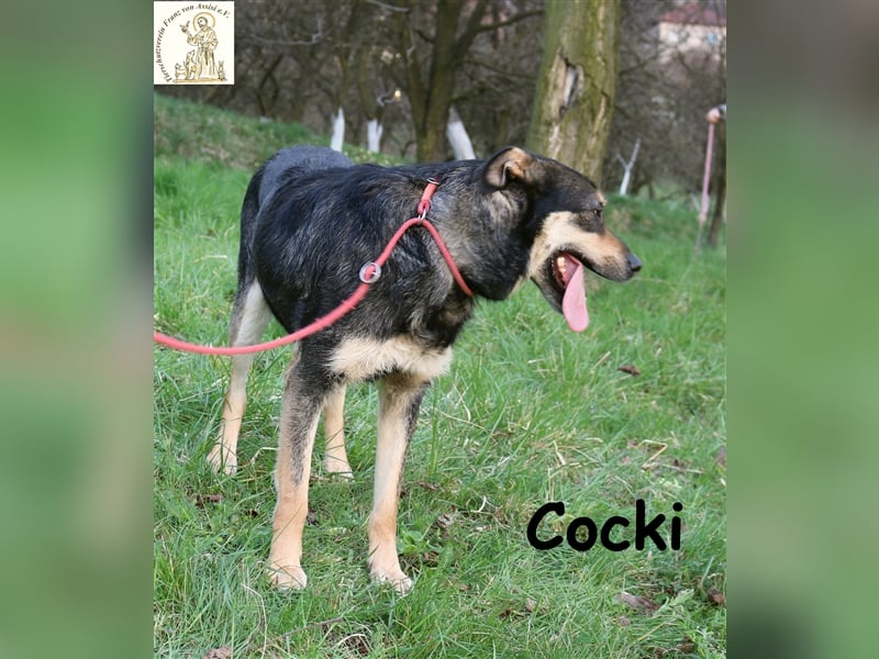 Cocki - bereit für sein neues Leben