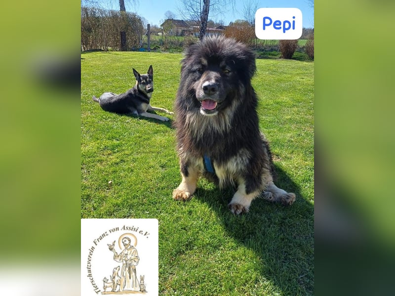 Pepi – gemütlicher, charmanter Kuschelbär