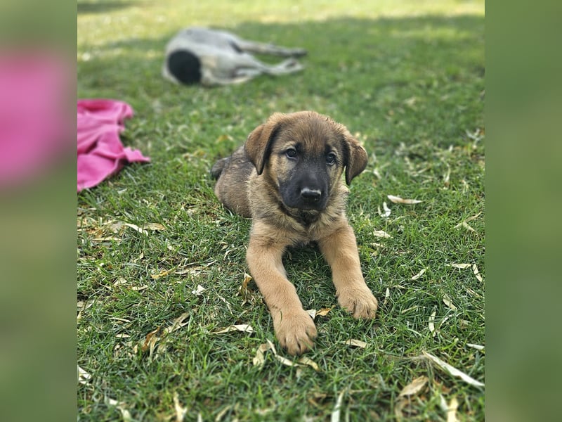 PUKO ❤️ knuffiger Teamplayer