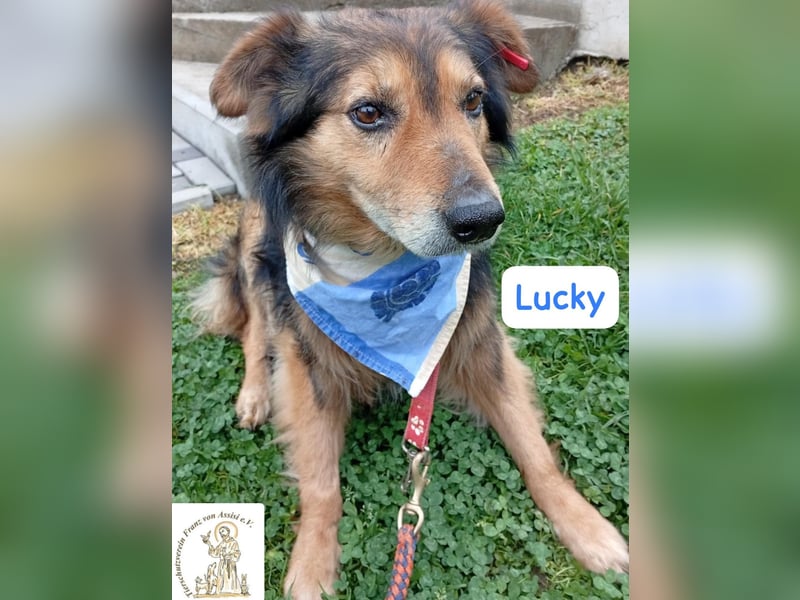 LUCKY – ruhiger Glückspilz sucht Zuhause