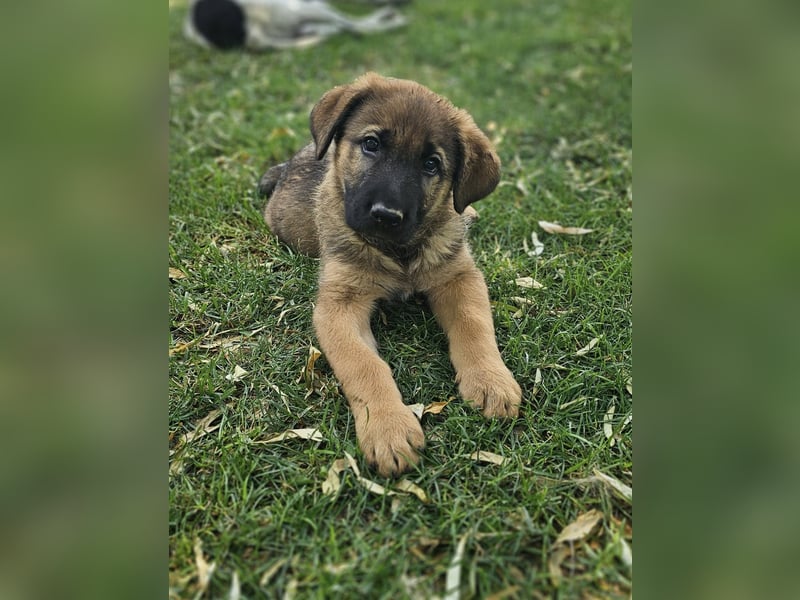 PUKO ❤️ knuffiger Teamplayer