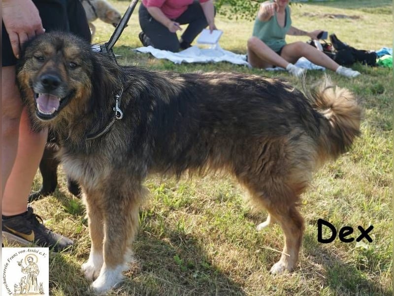 Dex – ein Wunder an Vertrauen und Liebe