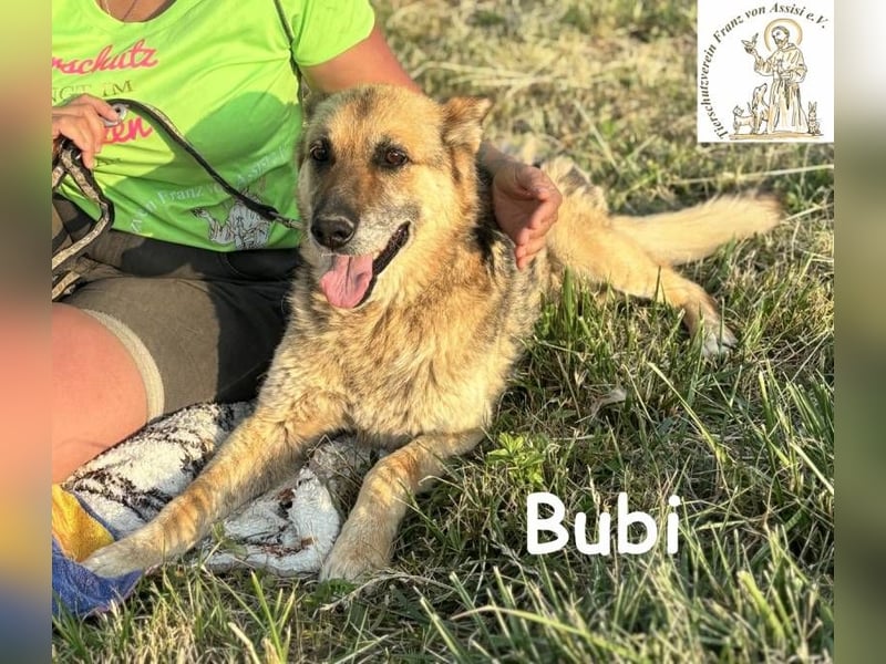 Bubi – Kein Draufgänger, sondern ein Freund fürs Herz!