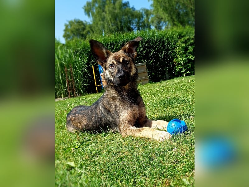 Johnny – Charmeur mit der Sonne im Herzen