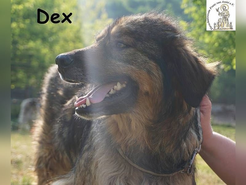Dex – ein Wunder an Vertrauen und Liebe