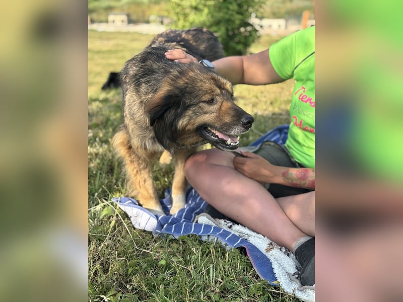 Dex – ein Wunder an Vertrauen und Liebe