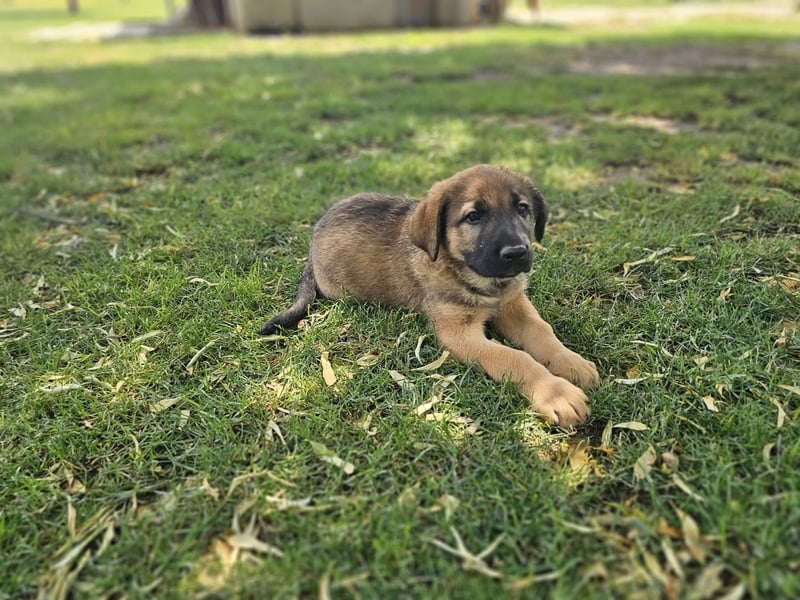 PUKO ❤️ knuffiger Teamplayer