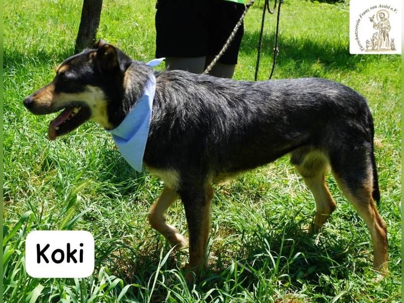 Koki – Glück kann so einfach sein!