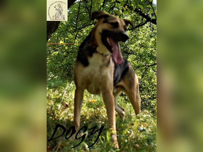 Verschmuster Dogy