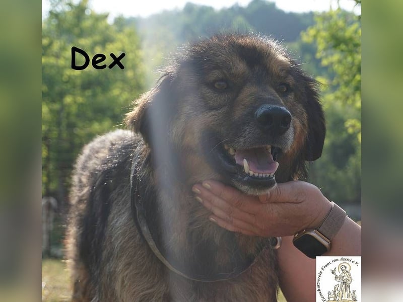 Dex – ein Wunder an Vertrauen und Liebe