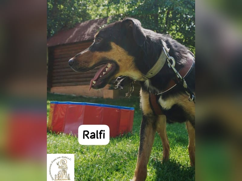 Ralfi – einer unter vielen, doch für dich einzigartig!