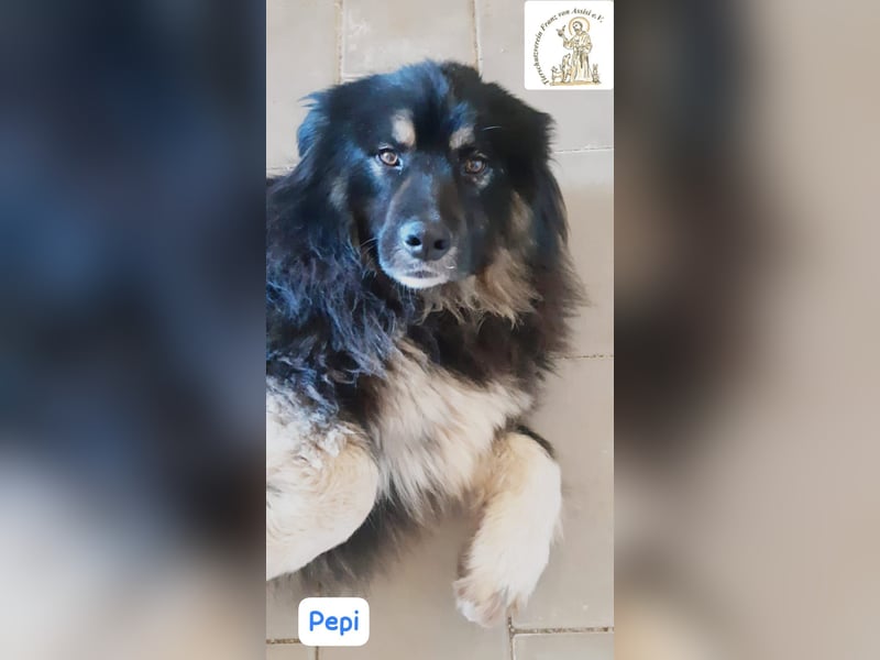 Pepi – gemütlicher, charmanter Kuschelbär