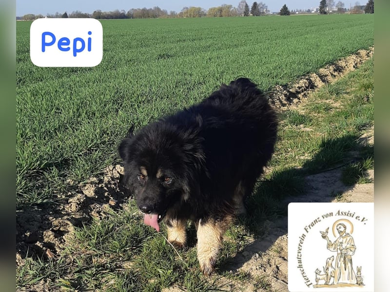 Pepi – gemütlicher, charmanter Kuschelbär