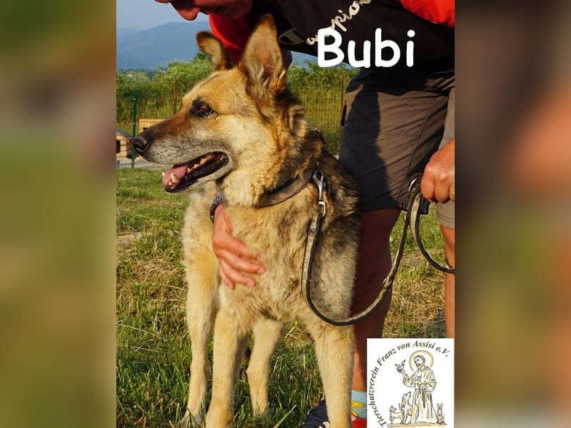 Bubi – Kein Draufgänger, sondern ein Freund fürs Herz!