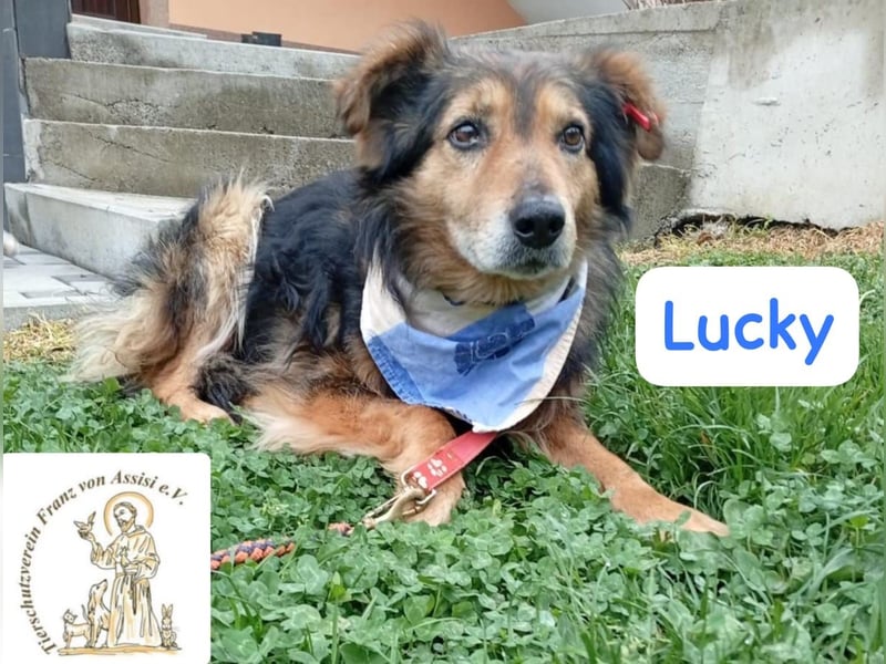 LUCKY – ruhiger Glückspilz sucht Zuhause