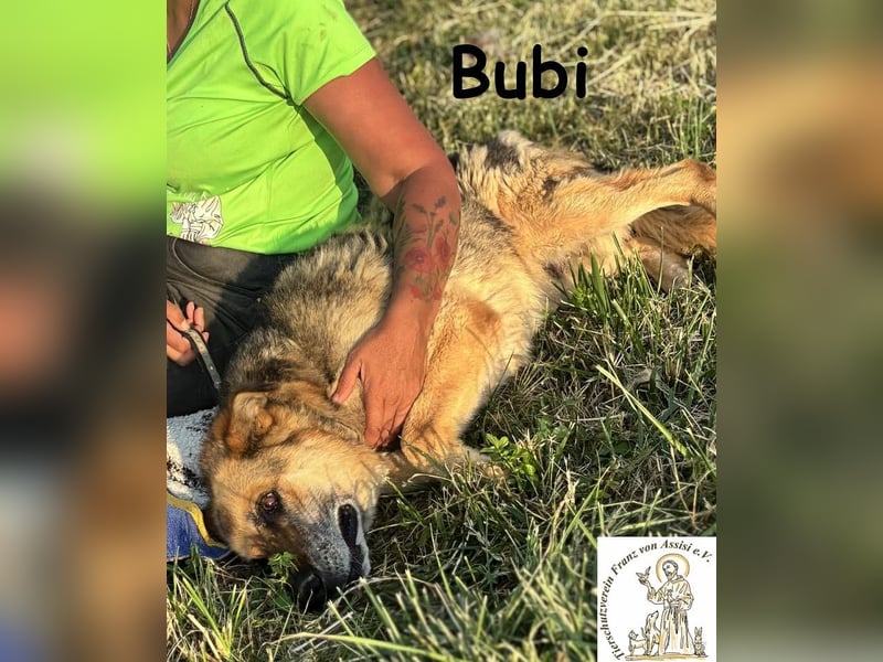 Bubi – Kein Draufgänger, sondern ein Freund fürs Herz!