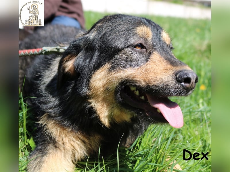 Dex - auf der Suche nach dem Glück