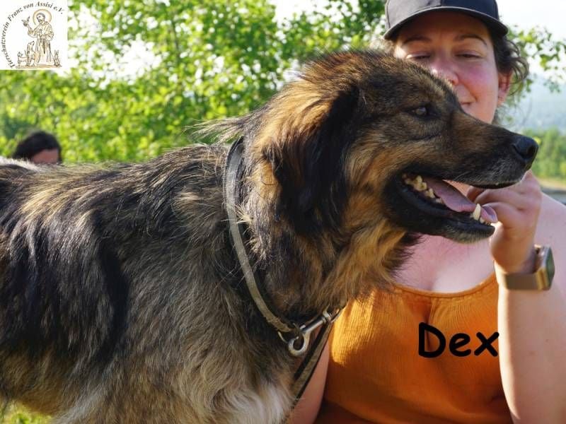 Dex – ein Wunder an Vertrauen und Liebe