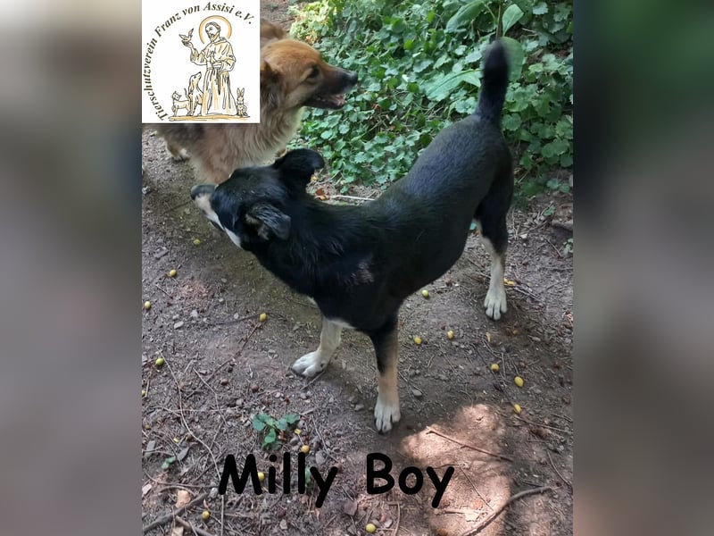 Milly Boy – Schmusebacke sucht neuen Schoß zum Chillen
