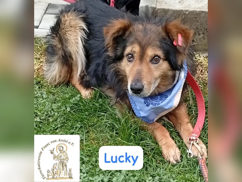 LUCKY – ruhiger Glückspilz sucht Zuhause