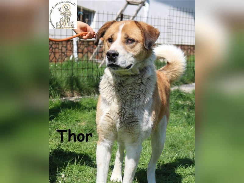 Thor - ein sanfter Riese will lernen