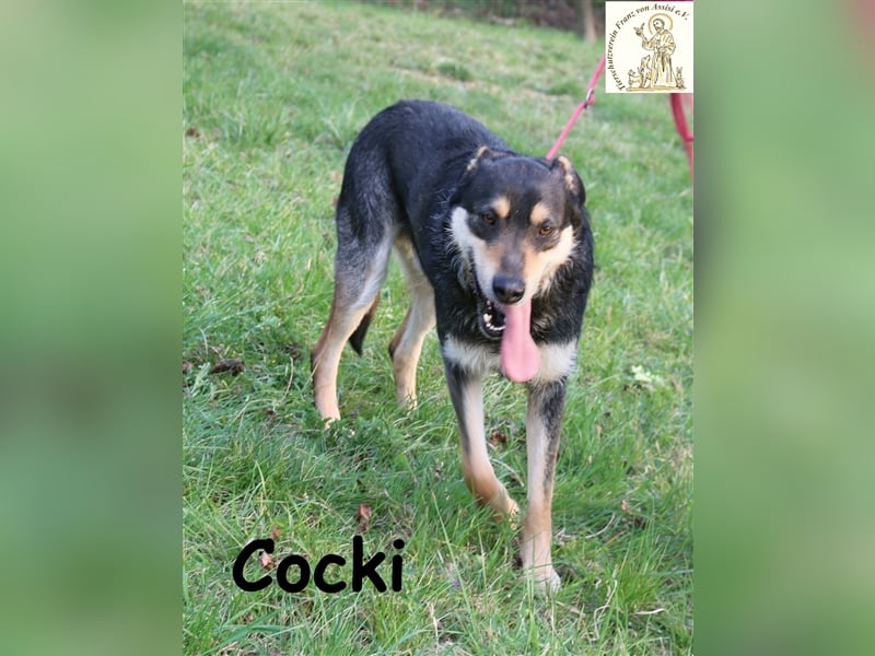 Cocki - bereit für sein neues Leben