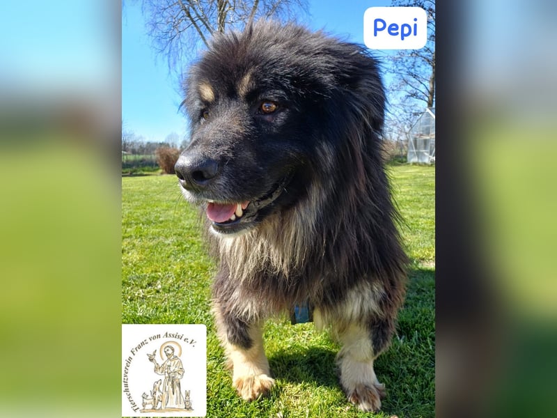 Pepi – gemütlicher, charmanter Kuschelbär