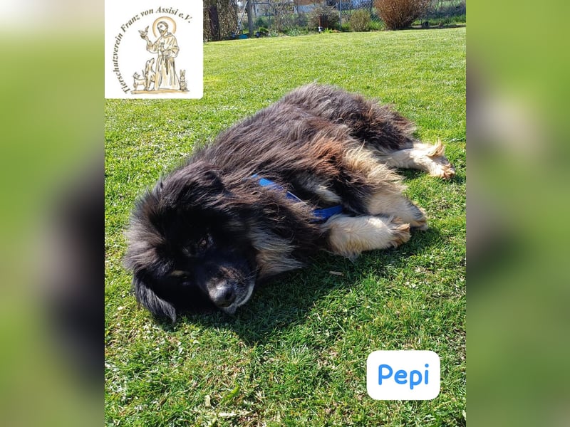 Pepi – gemütlicher, charmanter Kuschelbär