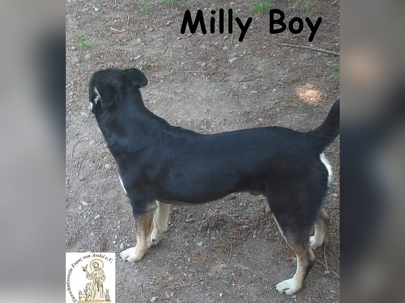 Milly Boy – Schmusebacke sucht neuen Schoß zum Chillen