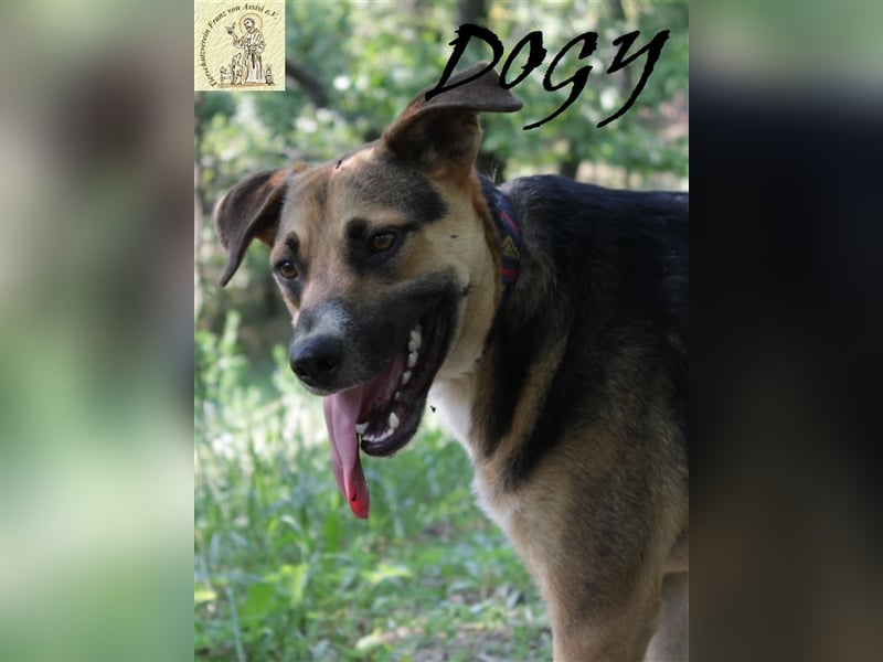 Verschmuster Dogy