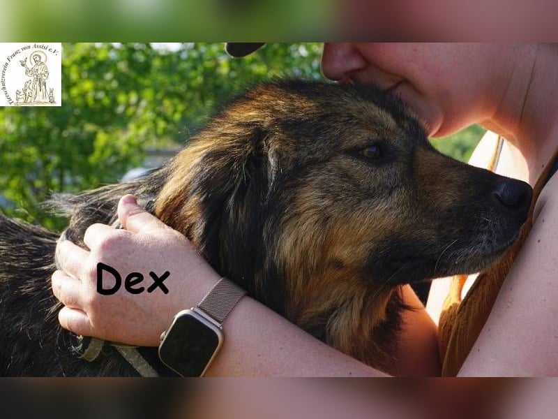 Dex – ein Wunder an Vertrauen und Liebe
