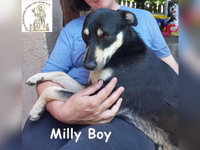 Milly Boy – Schmusebacke sucht neuen Schoß zum Chillen