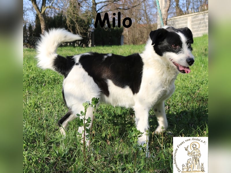 Milo - sucht Liebe und Geborgenheit