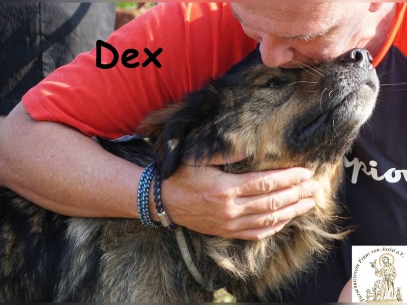 Dex – ein Wunder an Vertrauen und Liebe